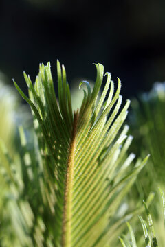 Cycas Cycaspalme Pflanze Farn
