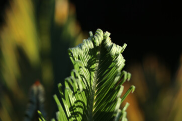 Cycas Cycaspalme Pflanze Farn