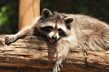 Raccoon