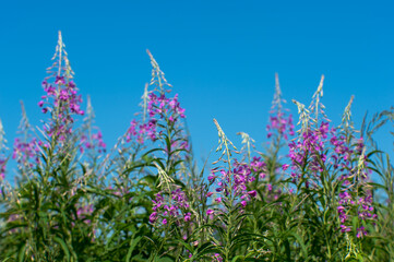 Pink flowers of Ivan tea on the background of a blue clear sky.