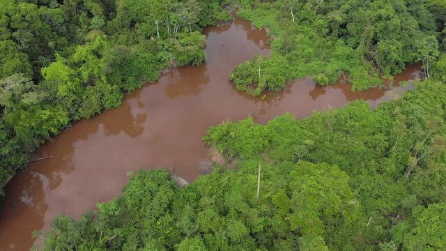 Amazon jungle and rainforest, panoramic view with a amazon river dolphin, cinematic footage.