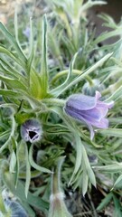 Obraz premium purple flower in the garden