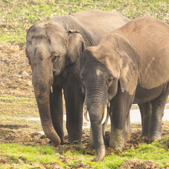 Obraz premium Two young elephants with tusks standing together in Assam India