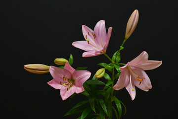 Fototapeta premium Pink lilies on a black background
