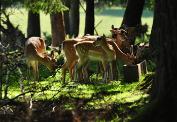 White-tailed deers