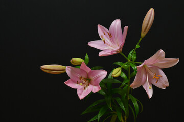 Pink lilies on a black background