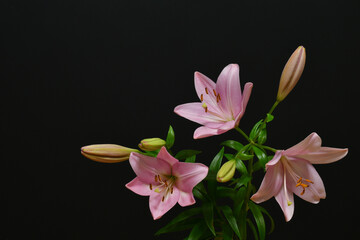Pink lilies on a black background