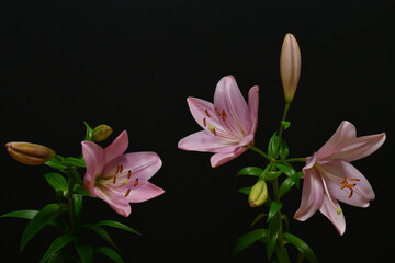 Naklejka premium Pink lilies on a black background