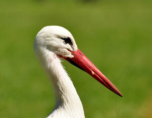 White stork