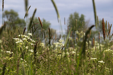 Fototapeta premium meadow with white wild flowers