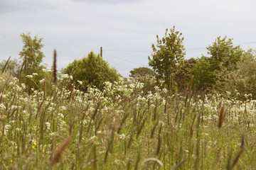 meadow with white wild flowers