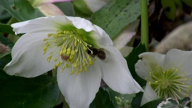 Eine Biene krabbelt auf den Blütenfäden einer Schneerose