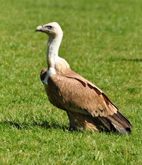 Vulture in the field