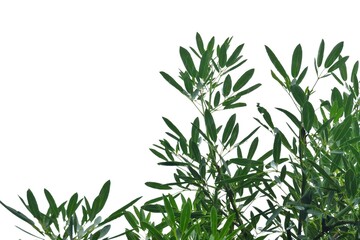Tropical tree leaves with branches on white isolated background for green foliage backdrop and copy space