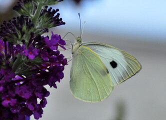 Butterfly on a flower