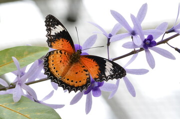 Butterfly on flower