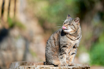 ぺろっと舌を出している猫