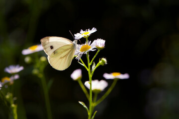 

white butterfly sits on camomile flowers