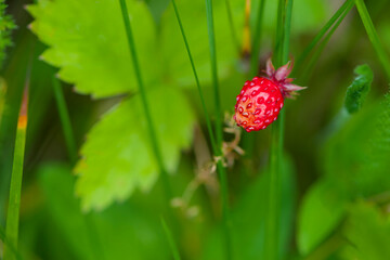 
forest red strawberries in green leaves