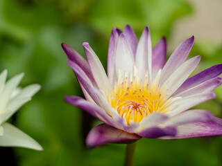 White purple lotus with shallow depth of field
