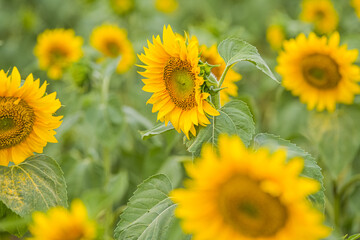 Detail view of a sunflower plant in a big field of sunflower