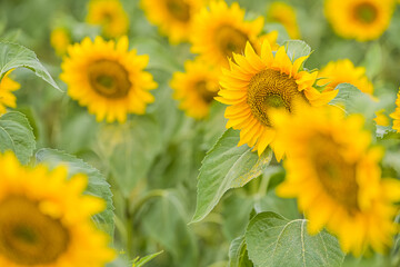 Obraz premium Detail view of a sunflower plant in a big field of sunflower