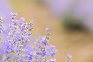 Close up view of a big field of lavander flowers with lovely colors