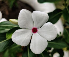 White Catharanthus roseus (known as the Madagascar periwinkle, rosy periwinkle or teresita) - a species of flowering plant in the dogbane family Apocynaceae. In Bangladesh, locally called Nayantara. 