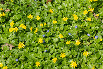Yellow blossoms of lesser celandine and small blue flowers, Ficaria verna and Nemophila insignis