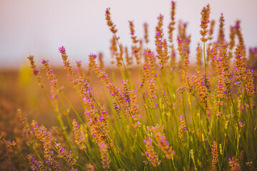 Summer sunrise over a lavander field - amazing colors and details