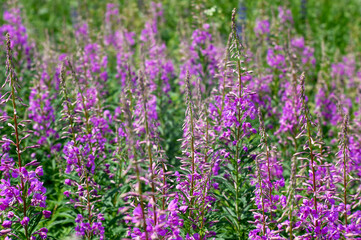 Obraz premium Pink flowers of Ivan tea on a background of bright green green leaves. Natural background