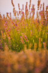 Summer sunrise over a lavander field - amazing colors and details