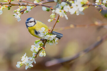 Blue Tit