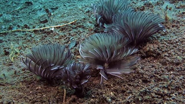 Five gray duster worm sit on black volcanic sand and quickly hide in it. Bali. Tulamben.