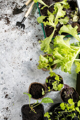 Gardening, planting at home. Little plant sprouts and garden tools