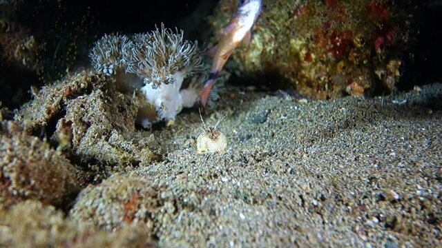 Bobbit worm crawls out of the sand to catch the fish that had been  on a stick. Philippines. Anilao.