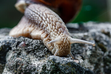 A close up of a snail walking on old stone in wildlife.