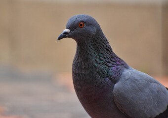 close up of a pigeon