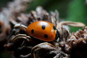 Lady Bugs or Lady Bird Macro Photography