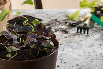 Gardening, planting at home. Little basil, salad and garden tools