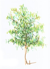 A sketch of a tree with a green crown on a white background is drawn using colored markers