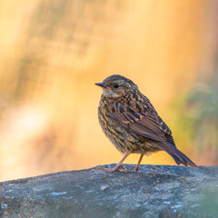 Young Dunnock