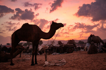 Camels at Pushkar (Mela) Fair