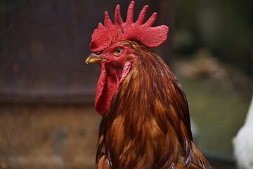 rooster in the farm