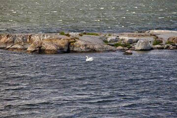 A swan is swimming in windy sea