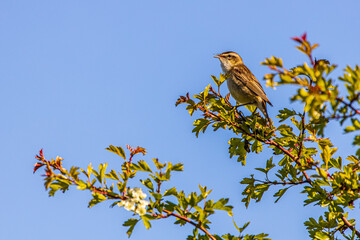 Sedge Warbler