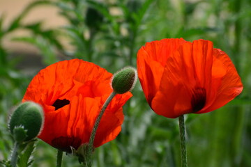 Red poppy flowers