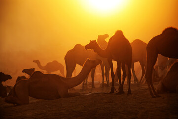 Fototapeta na wymiar A herd of Camels at Pushkar Camel Fair (Pushkar Mela)