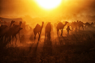 Fototapeta na wymiar Camels with herders at Pushkar Camel Fair (Pushkar Mela)