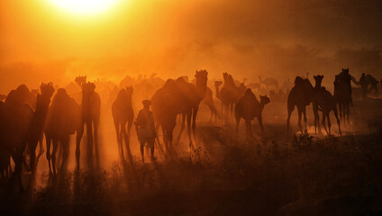 Camels with herders at Pushkar Camel Fair (Pushkar Mela)